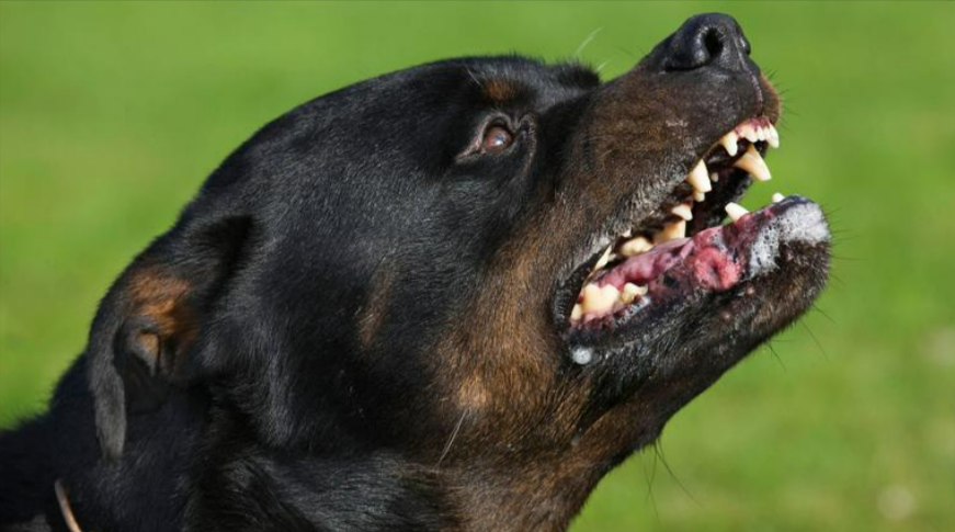  Bremen - Rottweiler zerfleischt kleines Mädchen (6) auf Tretrolle! Horrorszenen beim spielen