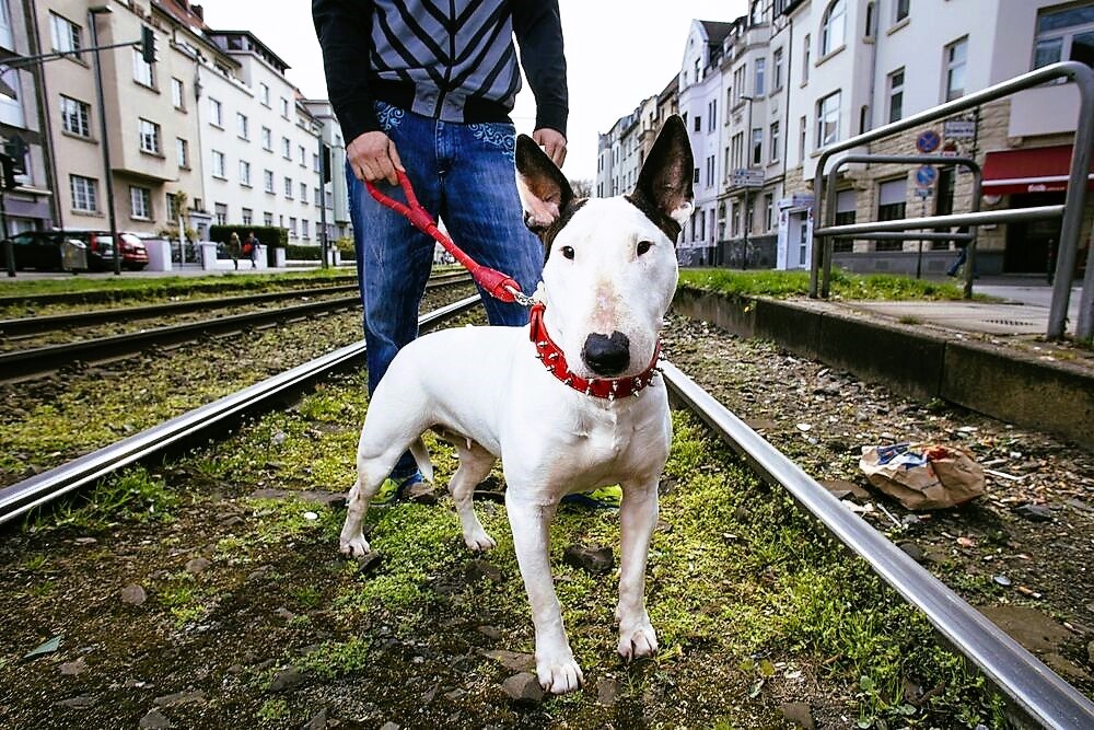 Rentnerin von Kampfhund zerfleischt - Ihr Enkel musste alles mit ansehen!